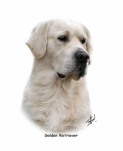 Golden Retriever 9Y398D-078.jpg